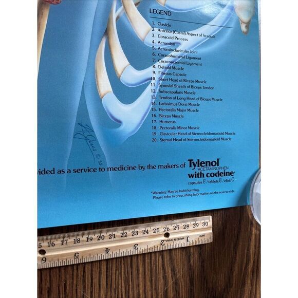 Vintage 1985 The Amazing Shoulder Poster McNeil Pharmaceutical Tylenol Promo - Picture 9 of 10